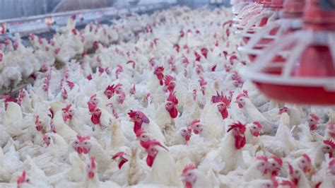Poultry Farm With Broiler Breeder Chicken Stock Image Image Of