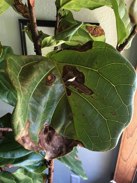 What Do Brown Leaves On A Plant Mean