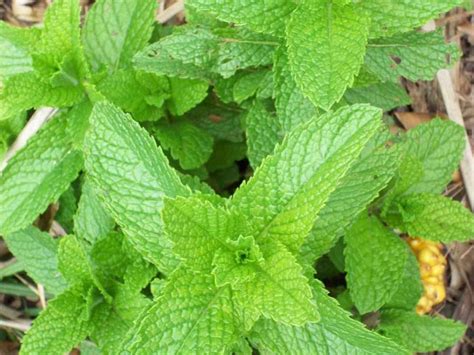 Growing Mint In Backyard Planting Mint At Home Gardening Tips