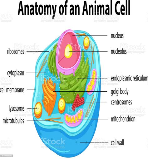 Diagram Showing Anatomy Of Animal Cell Stock Vector Art And More Images