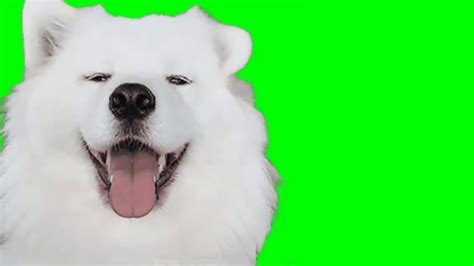 Dog Green Screen Kumpulan Meme Anjing Lucu Youtube