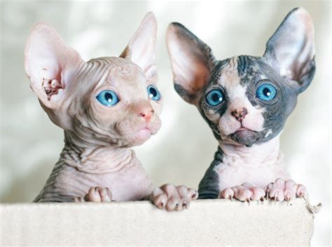 She was known for her beauty. Top 50 Awesome Female Sphynx Cat Names - PupsToday