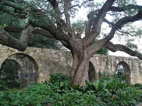 At The Alamo In San Antonio Texas Usa ~ A Live Oak Tree Mesquite