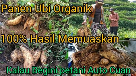 Panen Ubi Jalar Organik Ubi Rambat Di Kebun Alpukat Agrotechnology