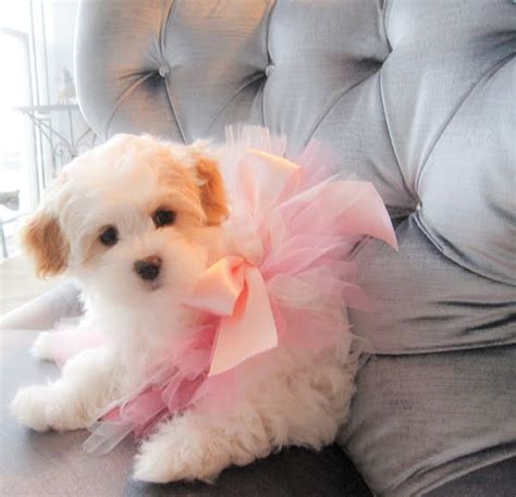 Juicy Dog Couture Puppy In Pink Bow