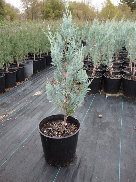 Evergreen Shrubs Juniperus Scopulorum Wichita Blue Wichita Blue