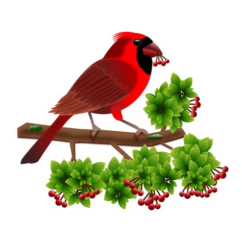 Pied Northern Cardinal Png Free File Download Png Play