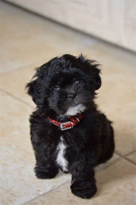 Black Shih Poo Sienna Pets