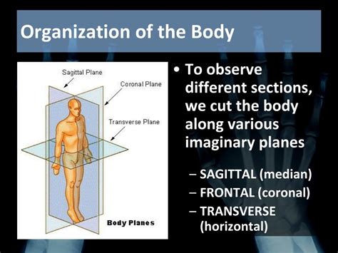 Ppt Intro To Human Anatomy Powerpoint Presentation Free Download