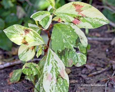 Persicaria Virginiana Painters Palette Oceanside Garden