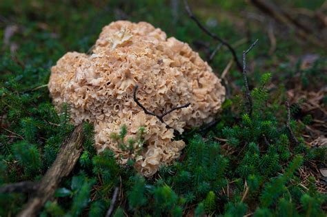 Krause Glucke Eine wahre Delikatesse des Herbstwalds
