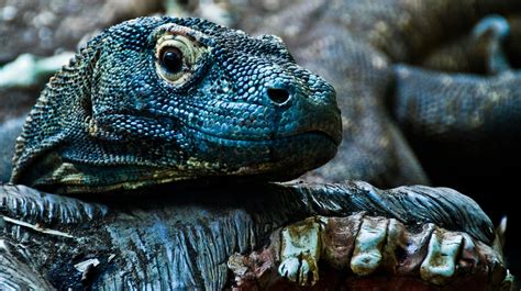 11 Facts About The Komodo Dragon Indonesias National Animal