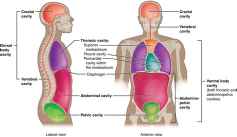 The abdominal area is the region between the chest and the pelvis. This illustration shows a lateral and anterior view of the ...