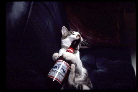 Cats Also Drink Beer 25 Pics