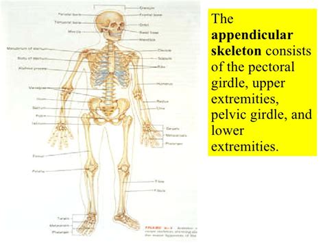 • shoulder joint & shoulder girdle work together in carrying out upper extremity activities. 06 Appendicular Skeleton Pectoral Girdle And Upper Limbs