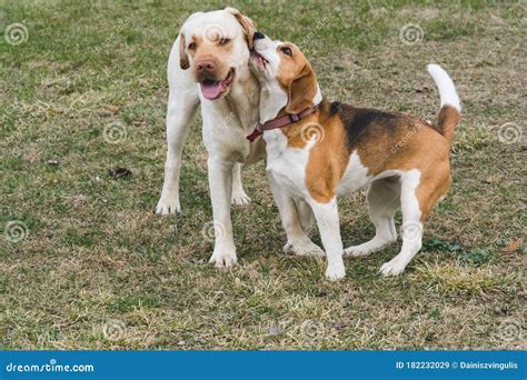 A Beagle And A Yellow Labrador Play Stock Image Image Of Lovely
