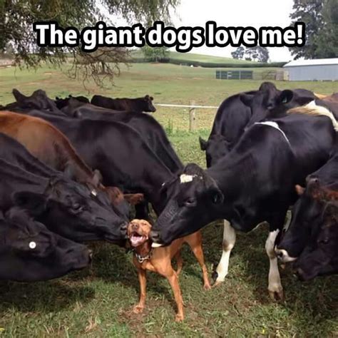 Kissy Face Giant Dogs Animals Funny Animal Pictures