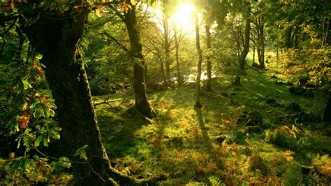 Nueve edificios increíbles inspirados por la naturaleza BBC News Mundo