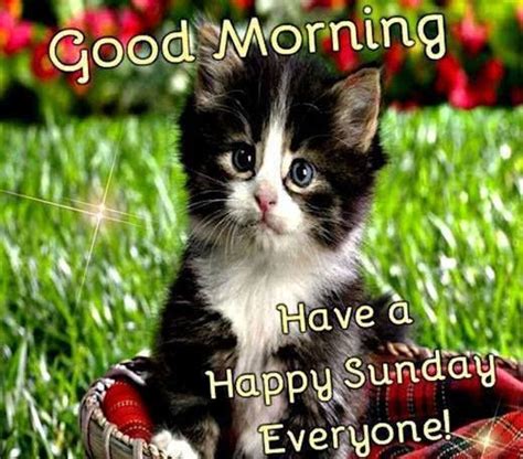 Good Morning Have A Happy Sunday Everyone Pictures Photos And Images