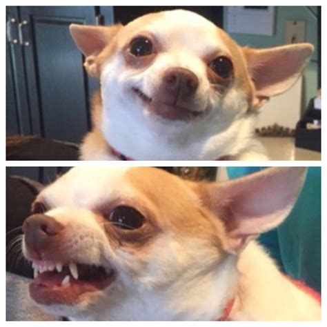 Chihuahua Meme Templates Imgflip