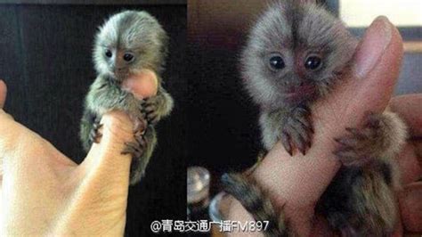 El Cebuella Pygmaea El Mono Más Pequeño Del Mundo Rpp Noticias