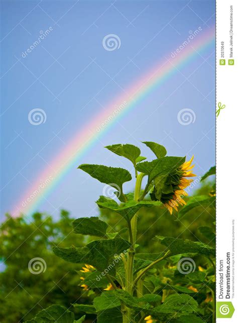 Rainbow And Sunflowers Stock Image Image Of Weather 20370649