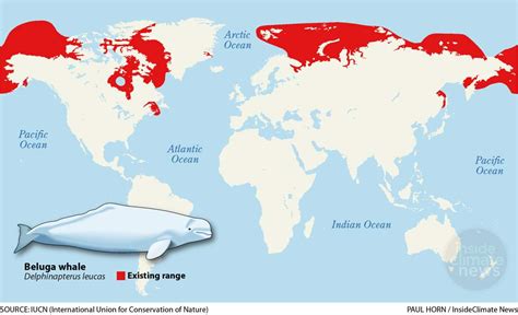 Threats To The Beluga Whale Delphinapterus Leucas