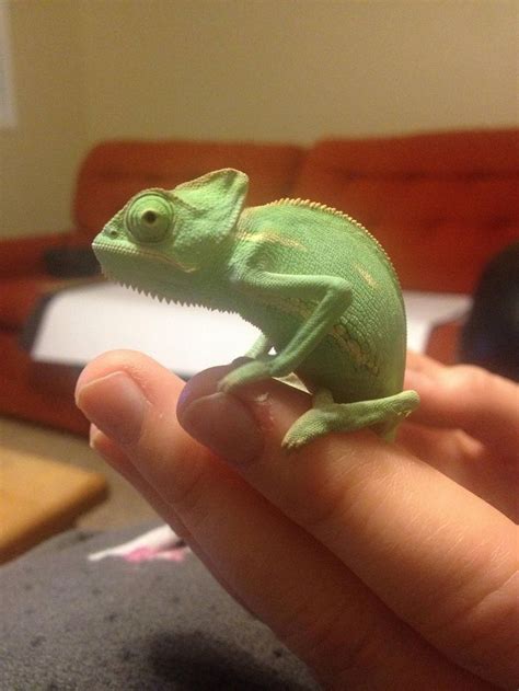 Amazing Chameleon Animalsblog 🐶 Chameleon Pet Cute Lizard Cute
