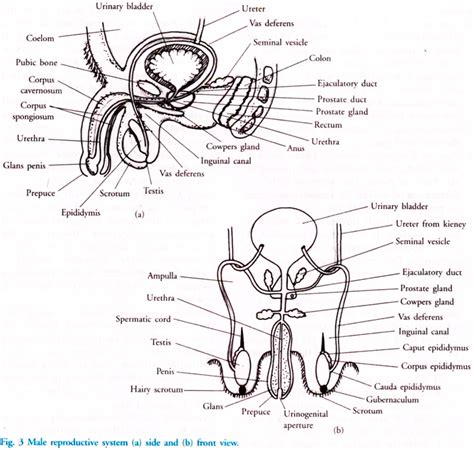 Male Reproductive System Of Humans With Diagram Biology