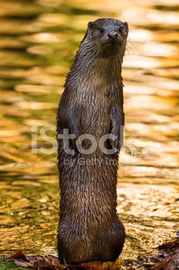 Cute Wet Otter Standing On Shoreline Stock Photo Royalty Free