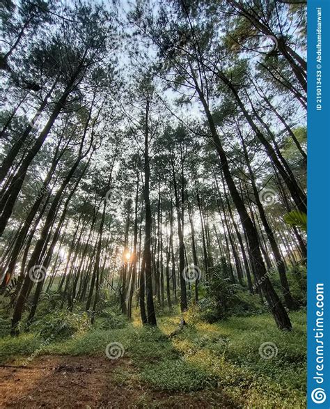 Sunset At Pine Forests Jungle Back To Nature Stock Image Image Of