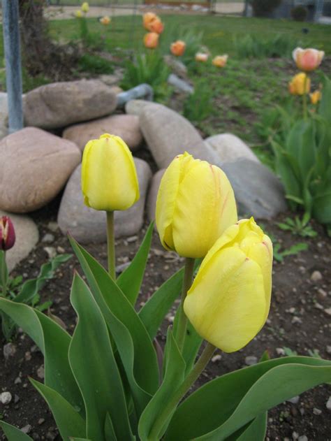 Bulbs Forum→white Tulips Changing To Other Colors After