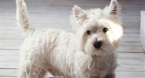 Westie Dog Breed Information Centre For The West Highland White Terrier
