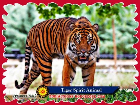 Tiger Spirit Animal Meaning Symbolism Dreams Of The Tiger Totem