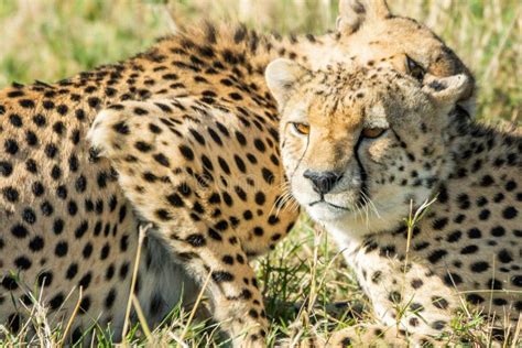 Beautiful Closeup Wildlife Portrait Of Cheetahs Relaxingcuddling In