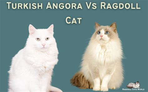 Ragdoll Cat Vs Turkish Angora Cat