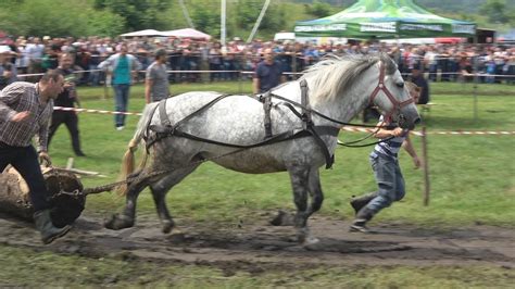 Concurs Cu Cai De Tractiune Proba De Simplu Gilau Cluj 16 Iunie