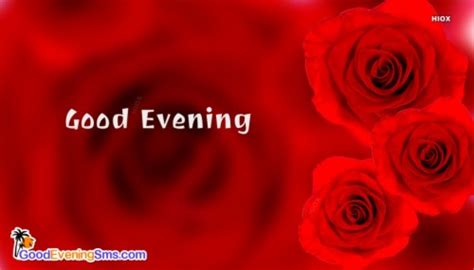 Good Evening Red Rose 2278407 Hd Wallpaper And Backgrounds Download