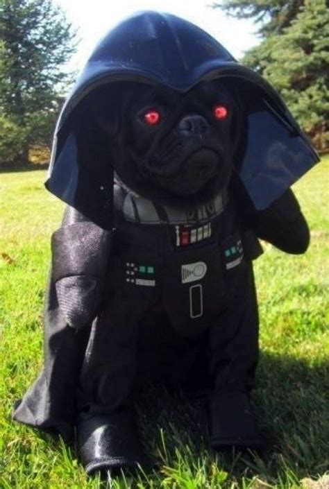 16 Of The Funniest Pug Costumes Ever Pet Orb
