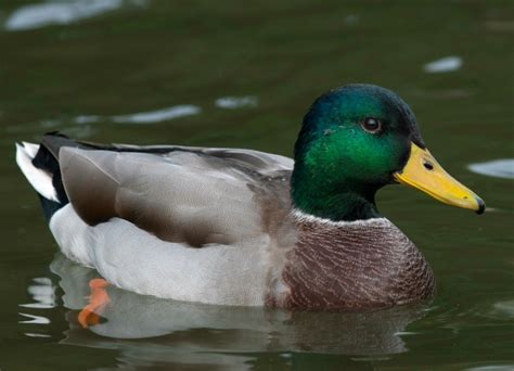 Mallard Duck Information And Photos Thriftyfun