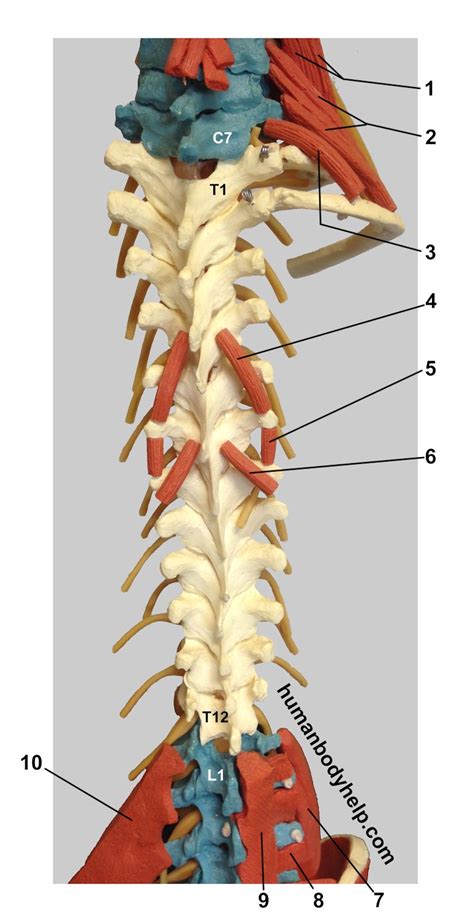 The rhomboids essentially sit in the middle of your upper back, thick broad bands of muscle bordering your shoulder blades. Spine with Muscles (Thoracic) - Human Body Help