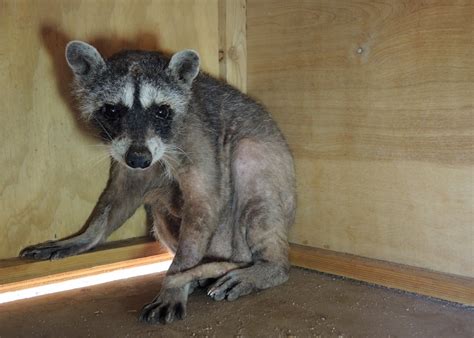 Raccoon Rescued From Wet Cement ‘recovering Nicely Shropshire Star