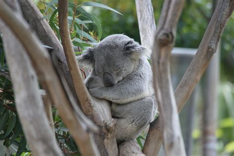 Koala Bear Sleeping Photograph By Helene Toro Fine Art America
