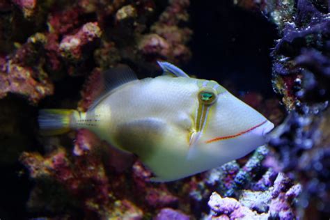 Humu Rectangle Triggerfish Fish And Coral Store