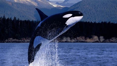 La Orca La Ballena Asesina Yo Depredador Documental National Geographic