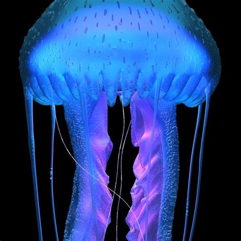 3d Purple Striped Jellyfish Pelagia Noctiluca Turbosquid 1442126