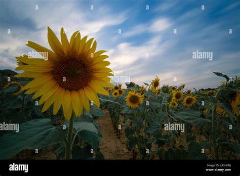 Nice Field Of Yellow Sunflowers Stock Photo Alamy