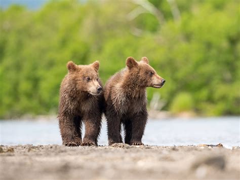 Medvěd Hnědý Kamčatský Ursus Arctos Beringianus Kamchatka Brown Bear