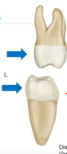 Maxillary Molar Dental Terminology Flashcards Quizlet