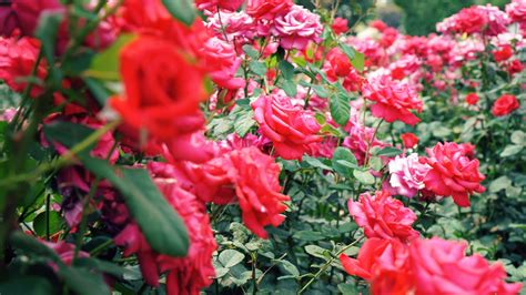 What flowers go with roses in a garden. Growing Roses - Alabama Cooperative Extension System
